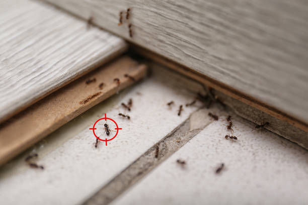 Trusted Monroeville, AL Pest Control Experts